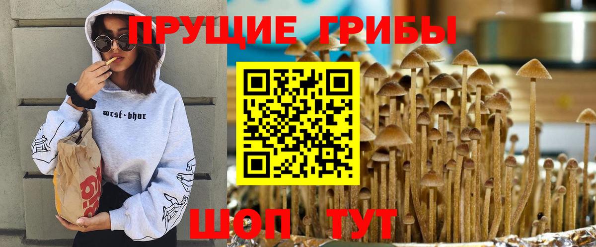 Псилоцибиновые грибы Cubensis Донской