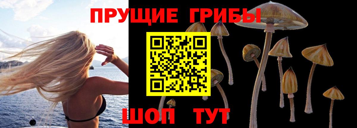 где продают наркотики  Псилоцибиновые грибы Cubensis  Вход с VPN  Донской 